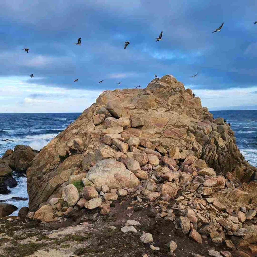17-Mile Drive Bird Rock