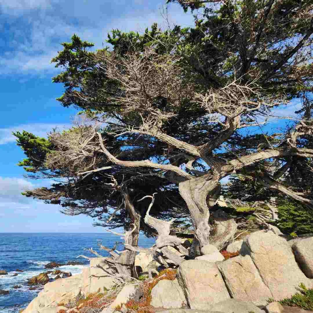 Things to Do Along the 17-Mile Drive