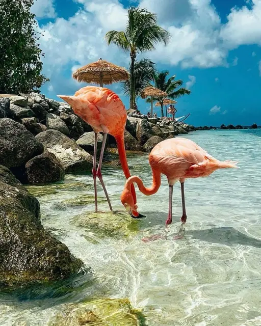 Flamingo Behavior & Best Times to See Them